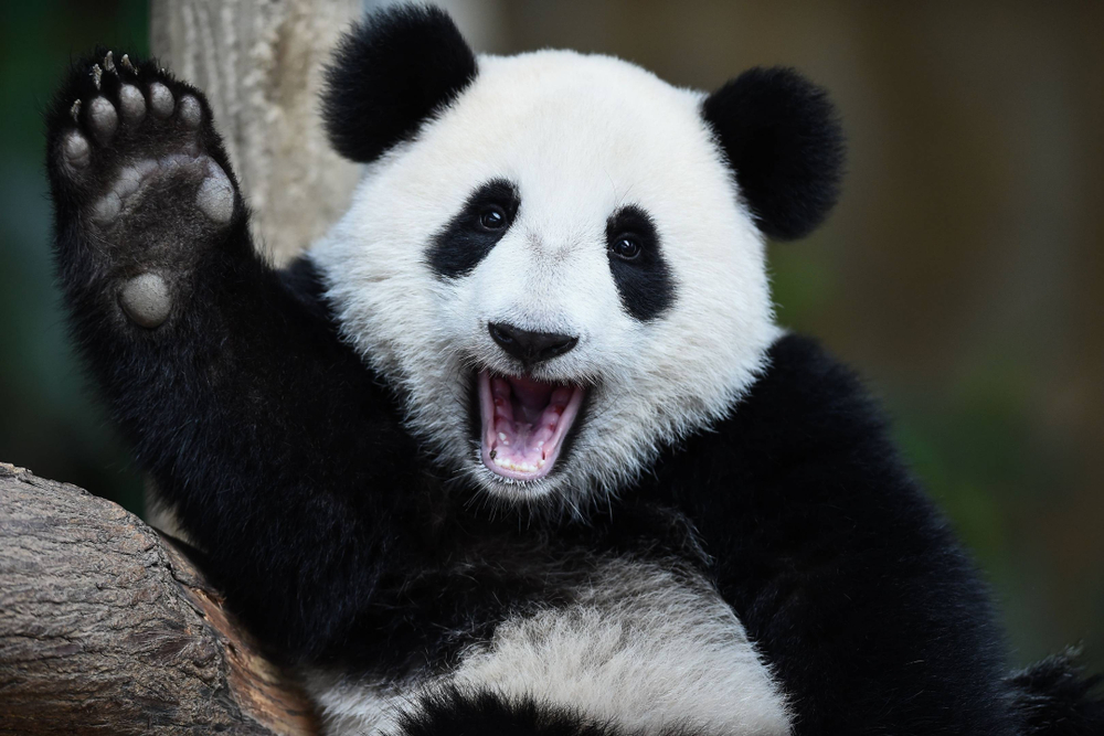 Panda-diplomatie